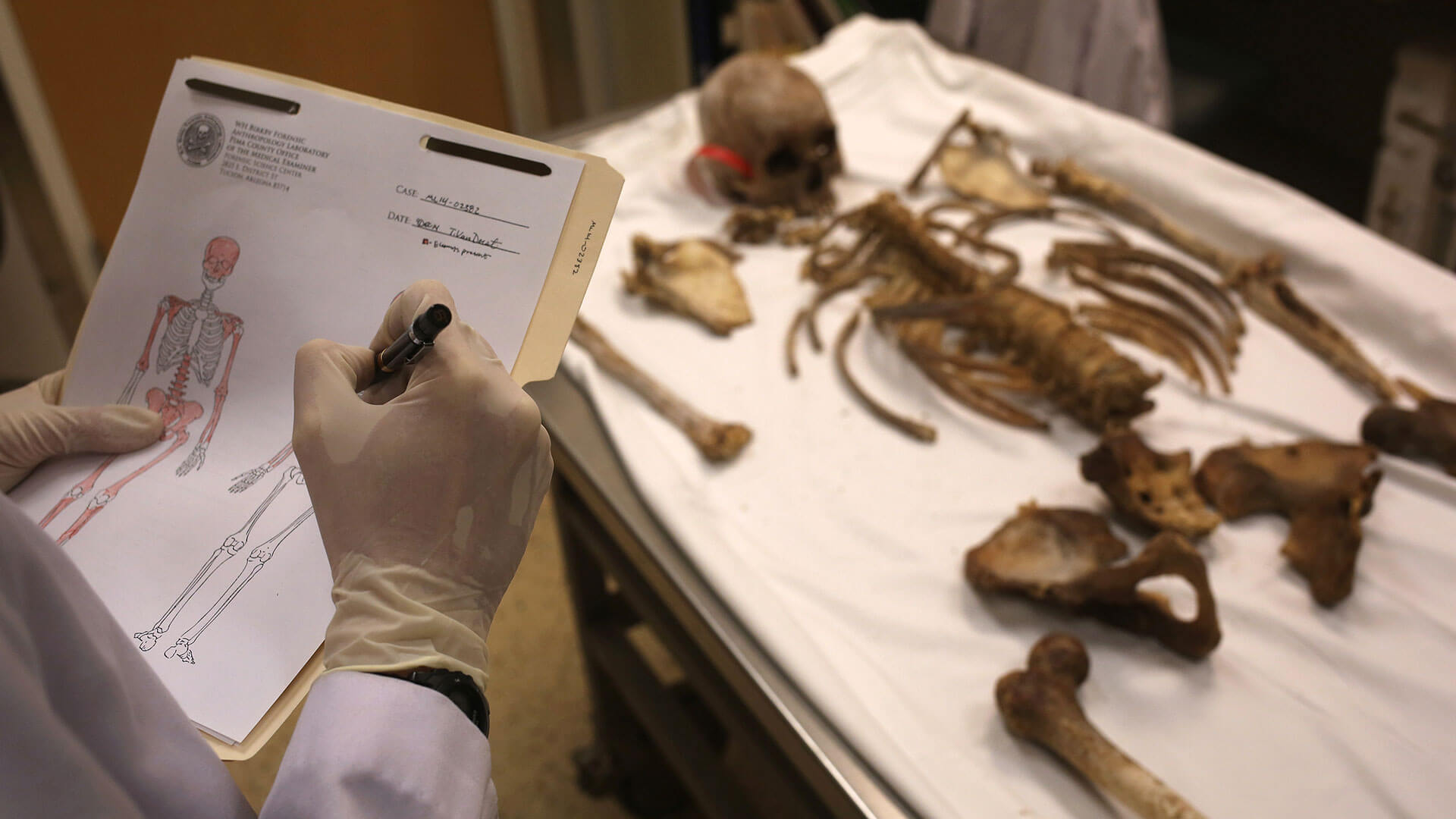 Forensic Anthropologist job for people with IQ 194